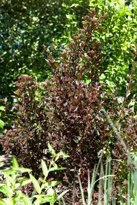 Physocarpus opulif. 'Little Devil'? - 50-60 CM C10 - image 2