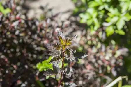 Physocarpus opulif. 'Little Devil'? - P10.5 - image 1