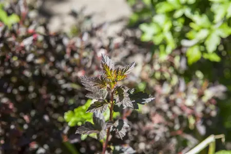 Physocarpus opulif. 'Little Devil'? - 60-70 CM C10 - image 1