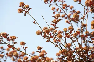 Physocarpus opulif. 'Little Devil'? - 60-70 CM C10 - image 4
