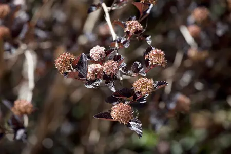 Physocarpus opulif. 'Little Devil'? - 50-60 CM C10 - image 3