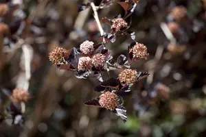 Physocarpus opulif. 'Little Devil'? - 50-60 CM C10 - image 3