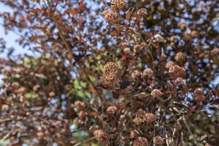Physocarpus opulif. 'Little Leena' - 25-30 CM C3 - image 1