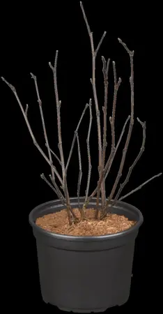 Physocarpus opulif. 'Midnight' - 3 Ltr pot