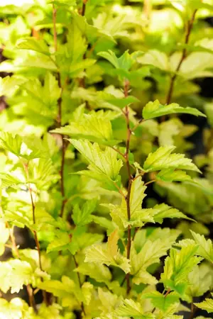 Physocarpus opulif. 'Nugget' - 50-60 CM C3 - image 4