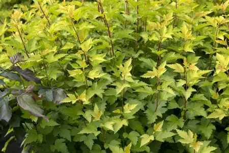 Physocarpus opulif. 'Nugget' - 3 Ltr pot - image 2