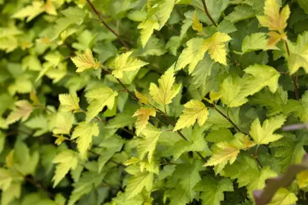 Physocarpus opulif. 'Nugget' - 3 Ltr pot - image 3