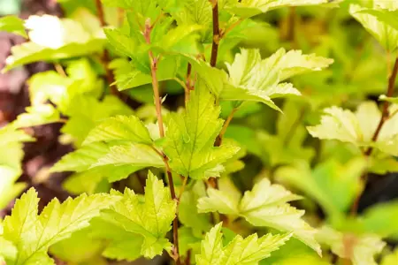 Physocarpus opulif. 'Nugget' - 3 Ltr pot - image 5