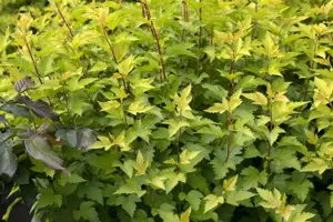 Physocarpus opulif. 'Nugget' - P9 - image 2