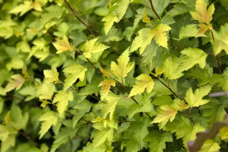 Physocarpus opulif. 'Nugget' - 30-40 CM C3 - image 3