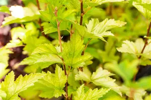 Physocarpus opulif. 'Nugget' - 30-40 CM C3 - image 5