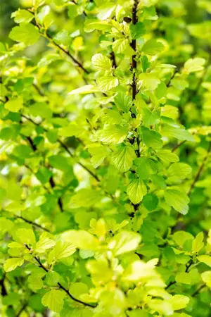 Physocarpus opulif. 'Raspberry Lemon' - 1.5 Ltr pot - image 2