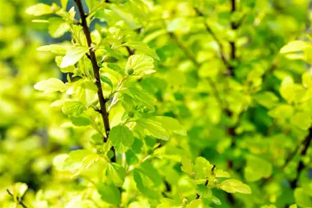 Physocarpus opulif. 'Raspberry Lemon' - 1.5 Ltr pot - image 1