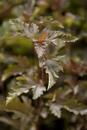 Physocarpus opulif. 'Red Baron' - 1.5 Ltr pot - image 1