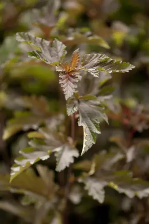 Physocarpus opulif. 'Red Baron' - 25-30 CM C3 - image 1