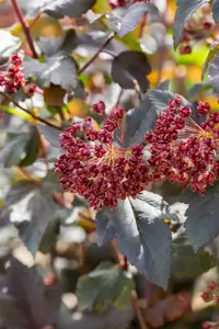 Physocarpus opulif. 'Red Baron' - 1.5 Ltr pot - image 4