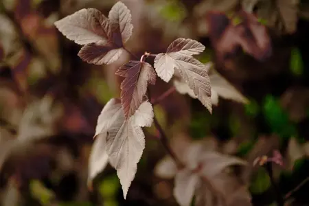 Physocarpus opulif. 'Red Baron' - 1.5 Ltr pot - image 2