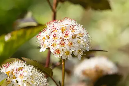 Physocarpus opulif. 'Red Baron' - P13 - image 3