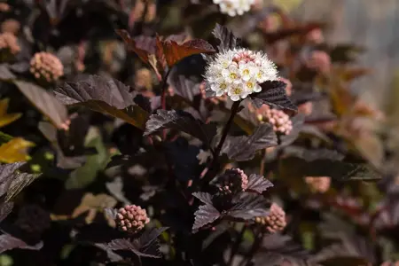 Physocarpus opulif. 'Rubella'? - 3 Ltr pot