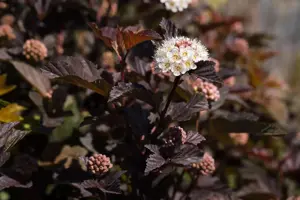 Physocarpus opulif. 'Rubella'? - 60-80 CM C10