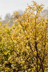 Physocarpus opulif. 'Spicy Devil'? - 3 Ltr pot - image 4