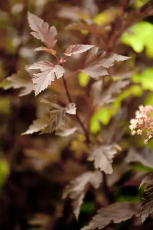 Physocarpus opulif. 'Summer Wine' - 3 Ltr pot - image 2