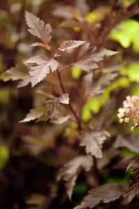 Physocarpus opulif. 'Summer Wine' - 3 Ltr pot - image 2