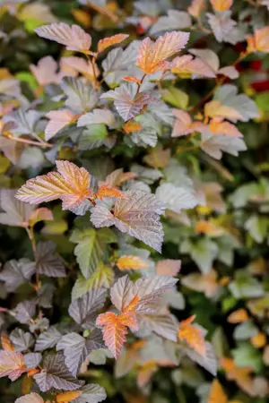 Physocarpus opulif. 'Summer Wine' - 3 Ltr pot - image 3