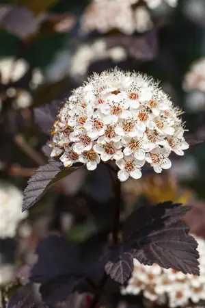 Physocarpus opulif. 'Summer Wine' - 40-50 CM C3.5 - image 5