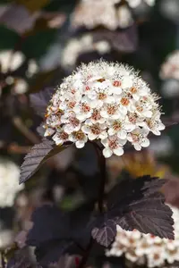 Physocarpus opulif. 'Summer Wine' - 40-50 CM C3.5 - image 5