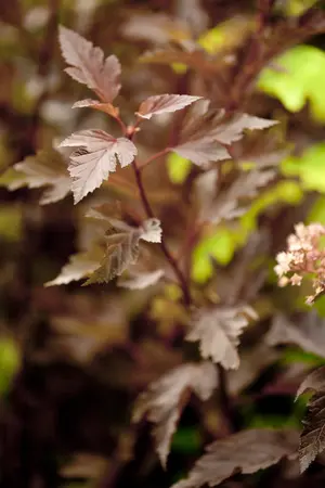 Physocarpus opulif. 'Summer Wine' - 50-60 CM C5 - image 1