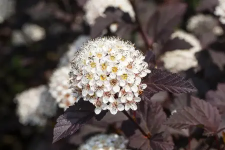 Physocarpus opulif. 'Summer Wine' - 125-150 CM C10 - image 4