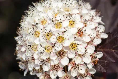 Physocarpus opulif. 'Summer Wine' - 60-80 CM C20 - image 5