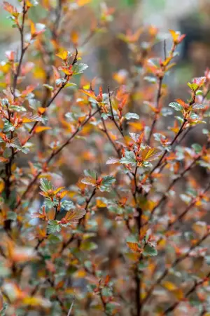 Physocarpus opulif. 'Sweet Cherry' - 3 Ltr pot - image 2
