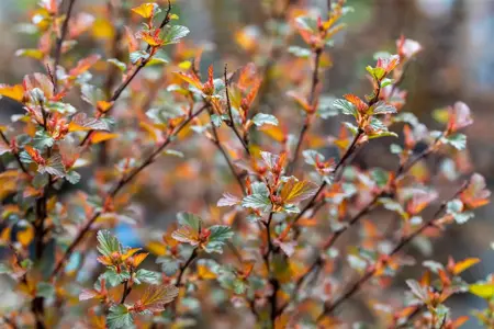 Physocarpus opulif. 'Sweet Cherry' - 1.5 Ltr pot - image 1
