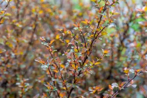 Physocarpus opulif. 'Sweet Cherry' - 1.5 Ltr pot - image 3