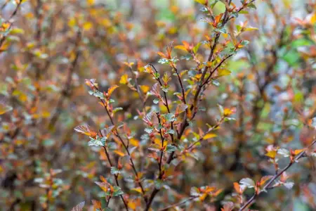 Physocarpus opulif. 'Sweet Cherry' - 3 Ltr pot - image 3