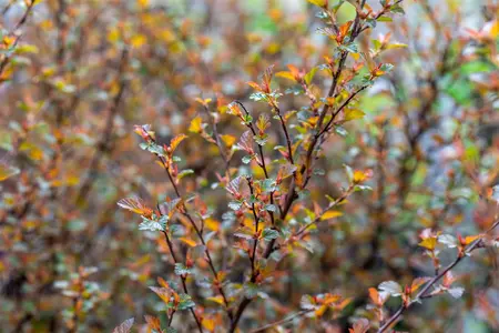 Physocarpus opulif. 'Sweet Cherry Tea' - 3 Ltr pot - image 3