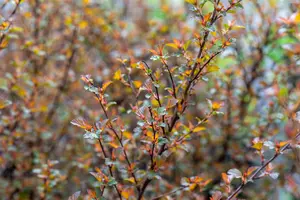 Physocarpus opulif. 'Sweet Cherry Tea' - 25-30 CM P9 - image 3