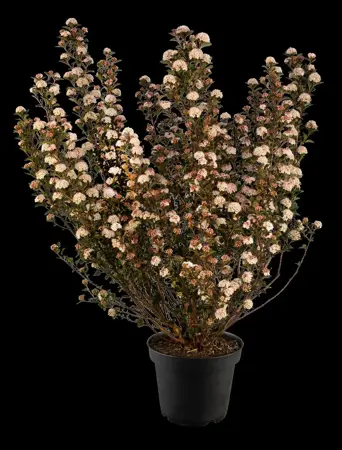 Physocarpus opulif. 'Tiny Wine'? - 3 Ltr pot - image 4