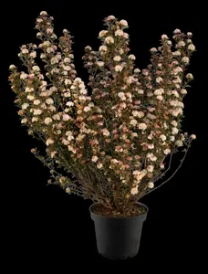 Physocarpus opulif. 'Tiny Wine'? - 3 Ltr pot - image 4