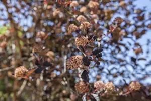 Physocarpus opulif. 'Tiny Wine'? - 3 Ltr pot - image 2