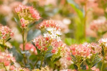 Physocarpus opulif. 'Tiny Wine'? - 3 Ltr pot - image 3