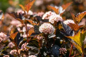 Physocarpus opulif. 'Tiny Wine'? - 3 Ltr pot - image 5