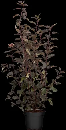 Physocarpus opulif. 'Tiny Wine'? - 3 Ltr pot - image 1