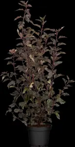 Physocarpus opulif. 'Tiny Wine'? - 60-80 CM C5 - image 1