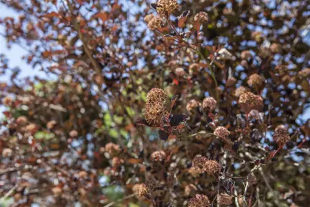 Physocarpus opulifolius - 2.5 Ltr pot - image 1