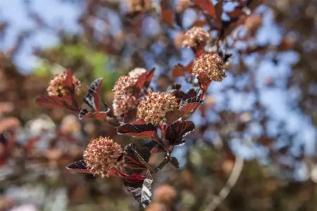 Physocarpus opulifolius - 2.5 Ltr pot - image 3