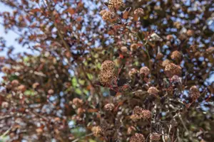 Physocarpus opulifolius