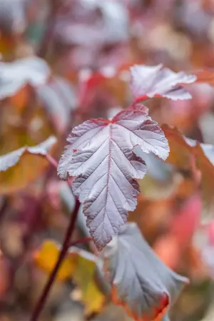 Physocarpus opulifolius 'Andre' - 2 Ltr pot - image 3